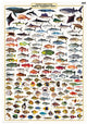 QLD_Fishwatchers_Guide_Great_Barrier_Reef
